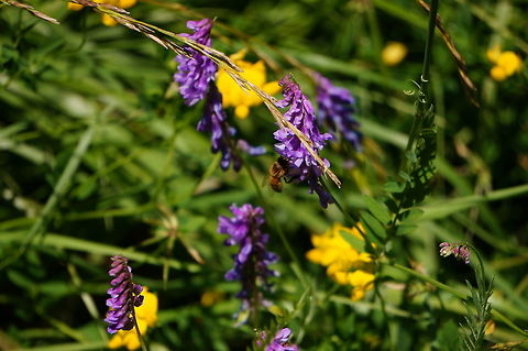 Western Honey Bee (Apis mellifera)  Animal,Anthophila,Apidae,Apis,Apis mellifera,Apocrita,Arthropod,Bee,Geotagged,Honey Bee,Hymenoptera,Insect,Nature,United States,Western honey bee