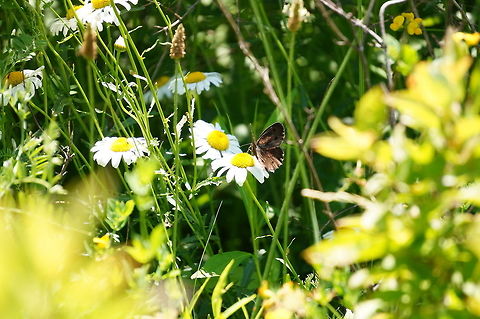 Common wood-nymph (Cercyonis pegala)  Angiospermae,Animal,Arthropod,Butterfly,Cercyonis,Cercyonis pegala,Common Wood-nymph,Common wood-nymph,Flower,Flowering Plant,Geotagged,Insect,Lepidoptera,Nature,Nymphalidae,Plant,United States,Wood-nymph