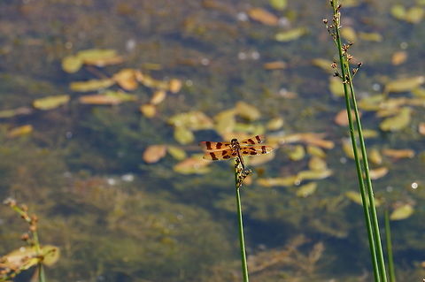 Halloween Pennant (Celithemis eponina)  Animal,Anisoptera,Arthropod,Celithemis,Celithemis eponina,Dragonfly,Geotagged,Halloween Pennant,Halloween pennant,Insect,Libellulidae,Nature,Odonata,Pennant,United States