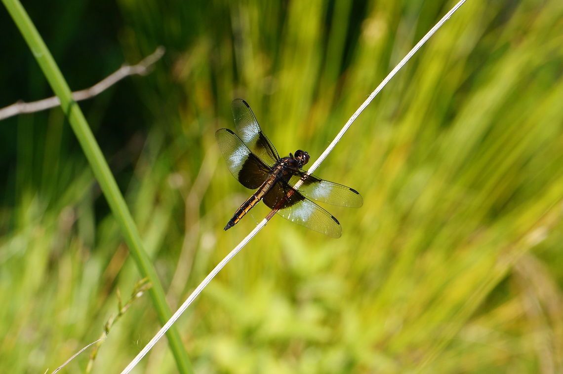 Widow Skimmer (Libellula luctuosa) Wikipedia suggests this is a juvenile male, but it might be an adult female (I&#039;m not sure if females ever have the white band or not). Animal,Anisoptera,Arthropod,Dragonfly,Geotagged,Insect,Juvenile,Libellula,Libellula luctuosa,Libellulidae,Male,Nature,Odonata,Skimmer,United States,Widow Skimmer,Widow skimmer