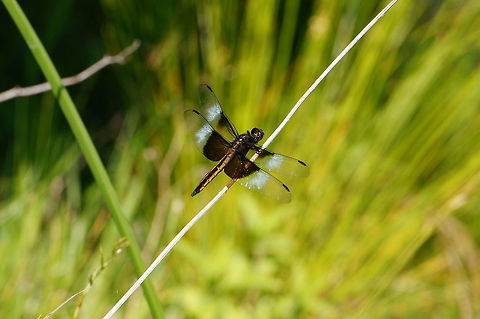 Widow Skimmer (Libellula luctuosa) Wikipedia suggests this is a juvenile male, but it might be an adult female (I'm not sure if females ever have the white band or not). Animal,Anisoptera,Arthropod,Dragonfly,Geotagged,Insect,Juvenile,Libellula,Libellula luctuosa,Libellulidae,Male,Nature,Odonata,Skimmer,United States,Widow Skimmer,Widow skimmer