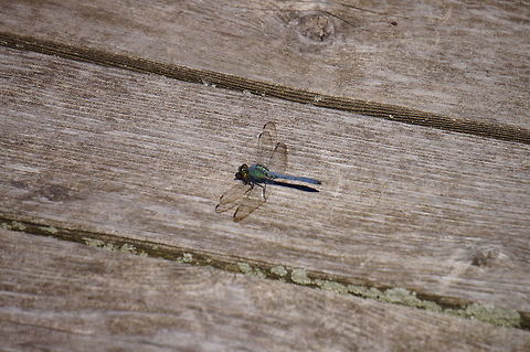 Eastern Pondhawk (Erythemis simplicicollis)  Animal,Anisoptera,Arthropod,Dragonfly,Eastern Pondhawk,Erythemis,Erythemis simplicicollis,Geotagged,Insect,Libellulidae,Nature,Odonata,Pondhawk,United States