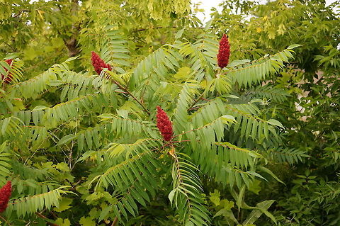 Staghorn Sumac (Rhus typhina)  Anacardiaceae,Angiospermae,Flowering Plant,Geotagged,Nature,Plant,Rhus,Rhus typhina,Sapindales,Staghorn Sumac tree,Staghorn sumac,Sumac,United States
