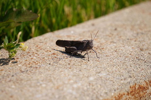 Unidentified Grasshopper  Animal,Arthropod,Caelifera,Geotagged,Grasshopper,Insect,Nature,United States