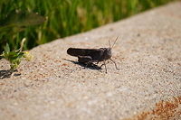 Unidentified Grasshopper  Animal,Arthropod,Caelifera,Geotagged,Grasshopper,Insect,Nature,United States