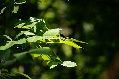 Ebony Jewelwing (Calopteryx maculata)  Animal,Arthropod,Calopterygidae,Calopteryx,Calopteryx maculata,Damselfly,Ebony Jewelwing,Ebony jewelwing,Female,Geotagged,Insect,Nature,Odonata,United States,Zygoptera