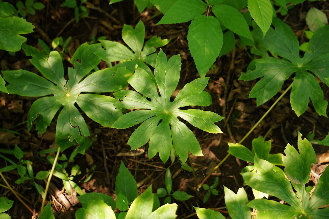 Mayapple (Podophyllum peltatum)  Geotagged,Mayapple,Podophyllum peltatum,Summer,United States