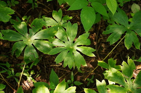 Mayapple (Podophyllum peltatum)  Geotagged,Mayapple,Podophyllum peltatum,Summer,United States