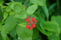 Wild Black Raspberry (Rubus occidentalis) Another view of the same plant: https://www.jungledragon.com/image/75588/wild_black_raspberry_rubus_occidentalis.html Angiospermae,Black raspberry,Flowering Plant,Geotagged,Nature,Plant,Rosaceae,Rosales,Rubus,Rubus occidentalis,United States