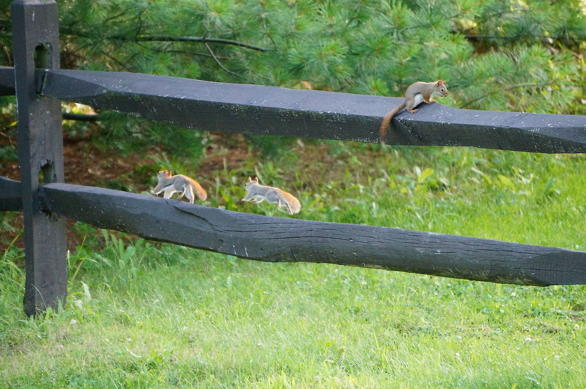 Young American Red Squirrels playing on a fence  American Red Squirrel,American red squirrel,Animal,Geotagged,Juvenile,Mammal,Nature,Pine Squirrel,Rodent,Rodentia,Sciuridae,Squirrel,Tamiasciurus,Tamiasciurus hudsonicus,United States,Vertebrate