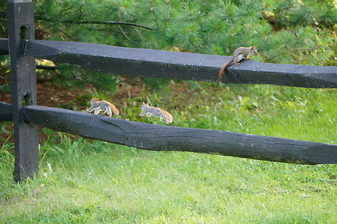 Young American Red Squirrels playing on a fence  American Red Squirrel,American red squirrel,Animal,Geotagged,Juvenile,Mammal,Nature,Pine Squirrel,Rodent,Rodentia,Sciuridae,Squirrel,Tamiasciurus,Tamiasciurus hudsonicus,United States,Vertebrate