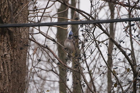 Blue Jay (Cyanocitta cristata)  Animal,Bird,Blue Jay,Blue jay,Corvidae,Cyanocitta,Cyanocitta cristata,Nature,Passeri,Passeriformes,Perching Bird,Songbird,Vertebrate