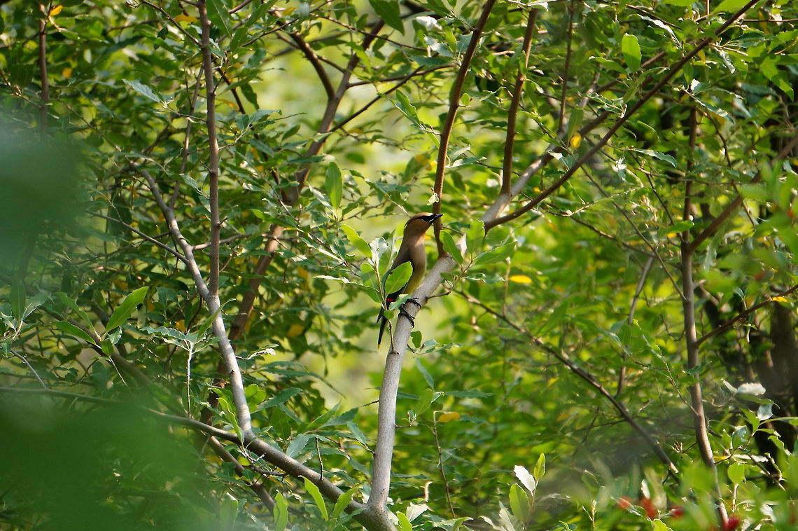 Cedar Waxwing (Bombycilla cedrorum)  Animal,Bird,Bombycilla,Bombycilla cedrorum,Bombycillidae,Cedar Waxwing,Cedar waxwing,Geotagged,Nature,Passeriformes,Perching Bird,United States,Vertebrate,Waxwing