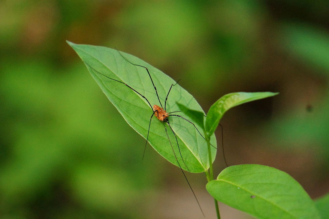 Harvestman (Leiobunum nigropalpi)  Animal,Arachnid,Arthropod,Geotagged,Harvestman,Leiobunum,Leiobunum nigropalpi,Nature,Opiliones,Sclerosomatidae,United States