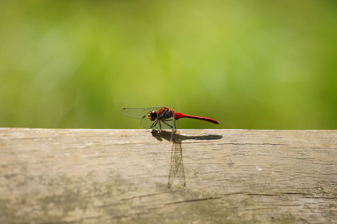 Ruby Meadowhawk (Sympetrum rubicundulum)  Animal,Anisoptera,Arthropod,Dragonfly,Geotagged,Insect,Libellulidae,Nature,Odonata,Ruby Meadowhawk,Sympetrum,Sympetrum rubicundulum,United States