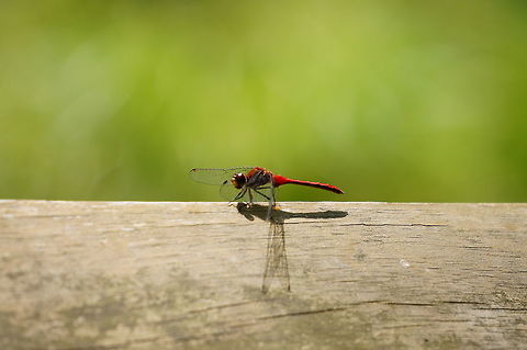 Ruby Meadowhawk (Sympetrum rubicundulum)  Animal,Anisoptera,Arthropod,Dragonfly,Geotagged,Insect,Libellulidae,Nature,Odonata,Ruby Meadowhawk,Sympetrum,Sympetrum rubicundulum,United States