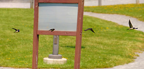 Barn Swallow in Flight (4-photo composite)  Animal,Barn Swallow,Bird,Composite,Geotagged,Hirundinidae,Hirundo,Hirundo rustica,Nature,Passeri,Passeriformes,Perching Bird,Songbird,Summer,Swallow,United States,Vertebrate