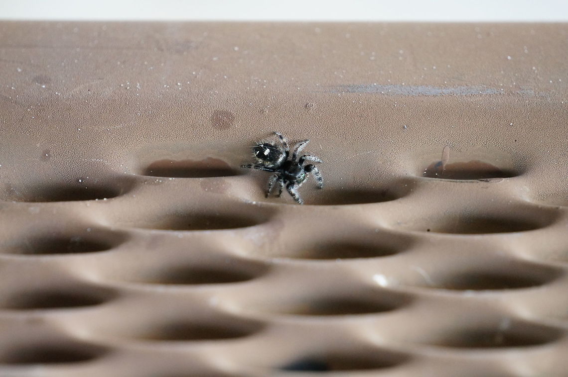 Daring Jumping Spider (Phidippus audax)  Animal,Arachnid,Araneae,Arthropod,Daring jumping spider,Geotagged,Jumping Spider,Nature,Phidippus,Phidippus audax,Salticidae,Spider,United States