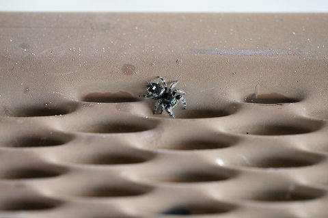 Daring Jumping Spider (Phidippus audax)  Animal,Arachnid,Araneae,Arthropod,Daring jumping spider,Geotagged,Jumping Spider,Nature,Phidippus,Phidippus audax,Salticidae,Spider,United States