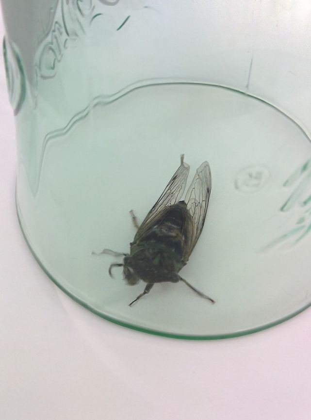 Dogday harvestfly (Tibicen canicularis) Not exactly what you want to find on your shoulder while you&#039;re trying to work... but that&#039;s where this fellow decided to crawl to. Dogday harvestfly,Geotagged,Summer,Tibicen canicularis,United States