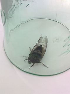 Dogday harvestfly (Tibicen canicularis) Not exactly what you want to find on your shoulder while you're trying to work... but that's where this fellow decided to crawl to. Dogday harvestfly,Geotagged,Summer,Tibicen canicularis,United States