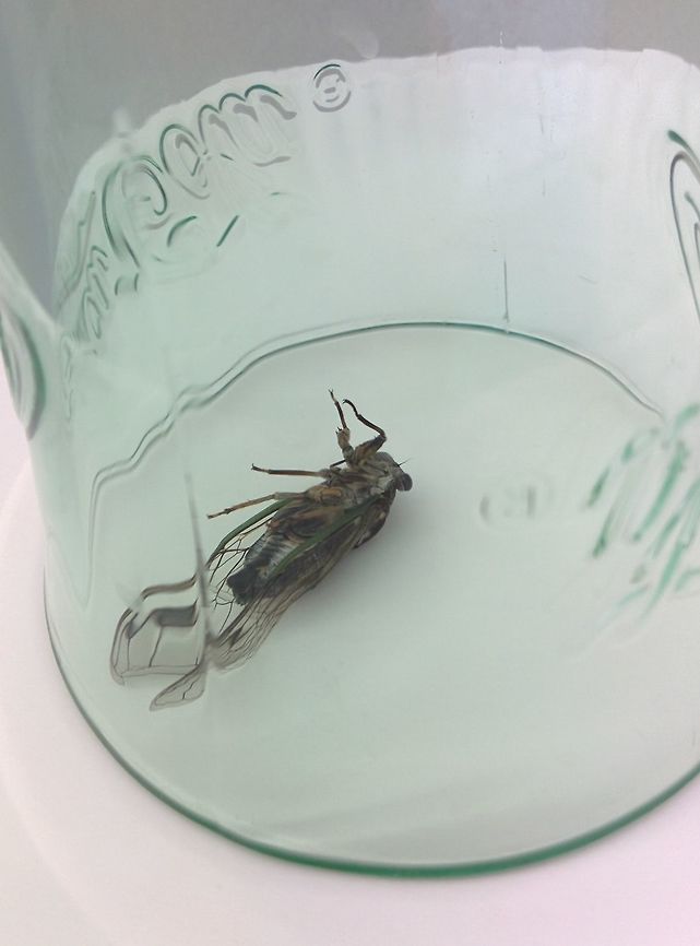 Dogday harvestfly (Tibicen canicularis) Not exactly what you want to find on your shoulder while you&#039;re trying to work... but that&#039;s where this fellow decided to crawl to.<br />
He/She was also not very good at staying upright while I was trying to identify it after I trapped it under a cup. Dogday harvestfly,Geotagged,Summer,Tibicen canicularis,United States