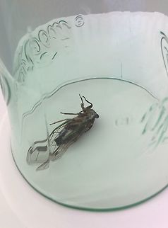 Dogday harvestfly (Tibicen canicularis) Not exactly what you want to find on your shoulder while you're trying to work... but that's where this fellow decided to crawl to.
He/She was also not very good at staying upright while I was trying to identify it after I trapped it under a cup. Dogday harvestfly,Geotagged,Summer,Tibicen canicularis,United States