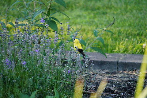 American Goldfinch (Spinus tristis)  American goldfinch,Animal,Bird,Finch,Fringillidae,Geotagged,Nature,Passeriformes,Perching Bird,Spinus,Spinus tristis,United States,Vertebrate