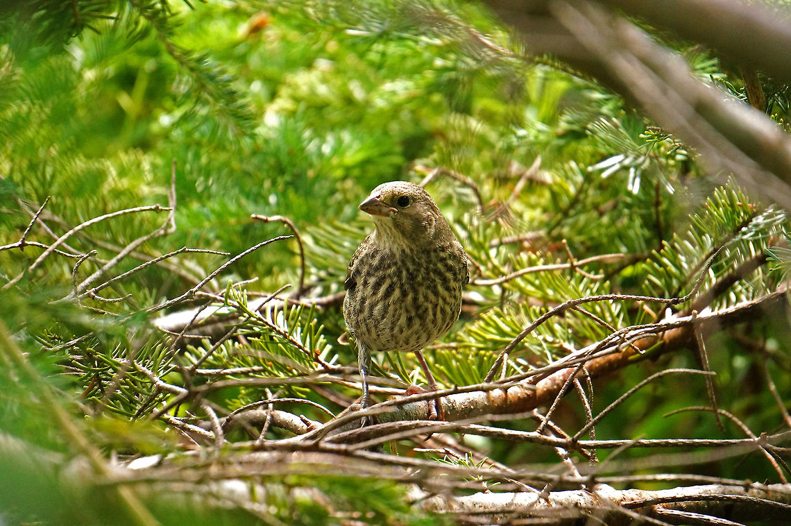 House Finch (Haemorhous mexicanus)  American Rosefinch,Animal,Bird,Carpodacus mexicanus,Female,Finch,Fringillidae,Geotagged,Haemorhous,Haemorhous mexicanus,House Finch,Nature,Passeriformes,Perching Bird,Summer,United States,Vertebrate