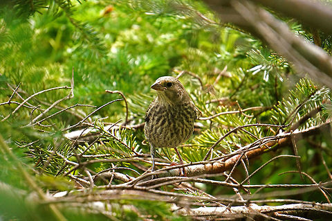 House Finch (Haemorhous mexicanus)  American Rosefinch,Animal,Bird,Carpodacus mexicanus,Female,Finch,Fringillidae,Geotagged,Haemorhous,Haemorhous mexicanus,House Finch,Nature,Passeriformes,Perching Bird,Summer,United States,Vertebrate
