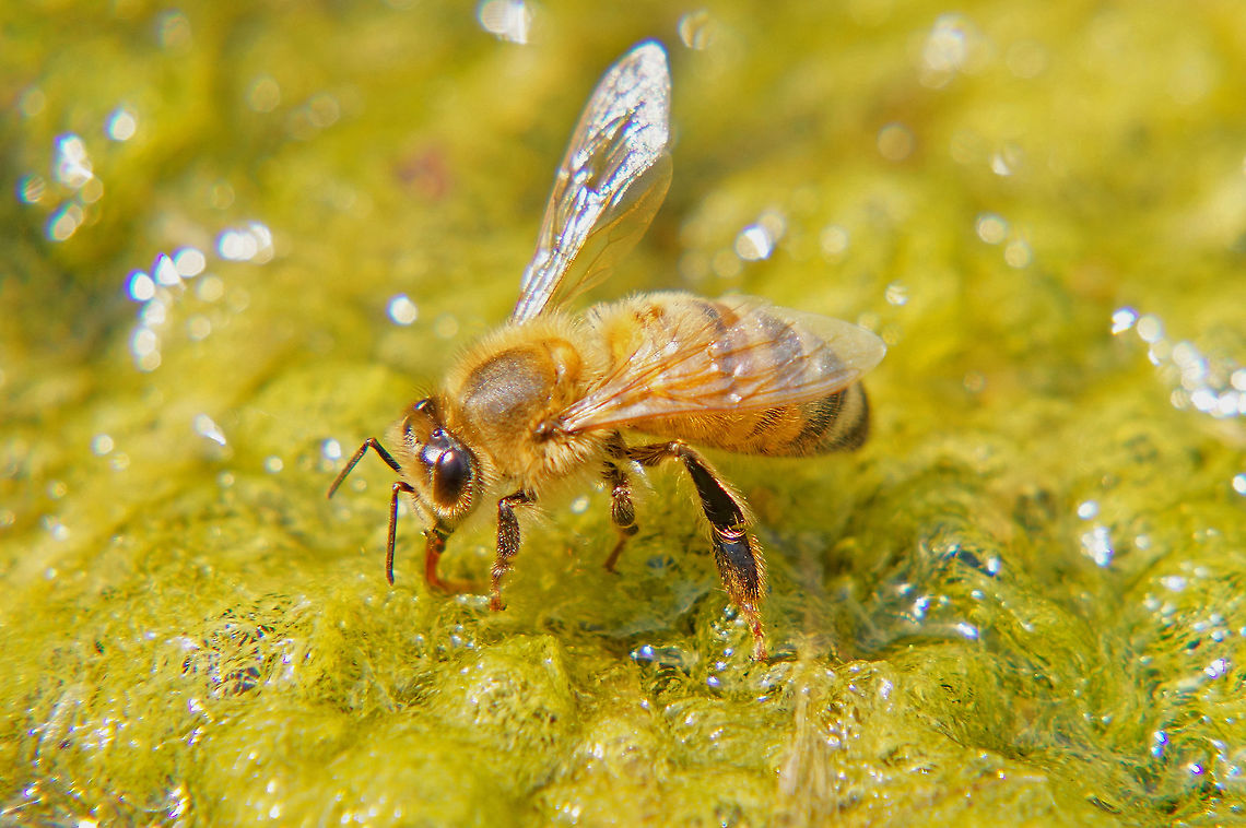 Western honey bee (Apis mellifera)  Apis mellifera,Geotagged,Summer,United States,Western honey bee,proboscis