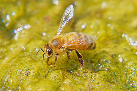 Western honey bee (Apis mellifera)  Apis mellifera,Geotagged,Summer,United States,Western honey bee,proboscis