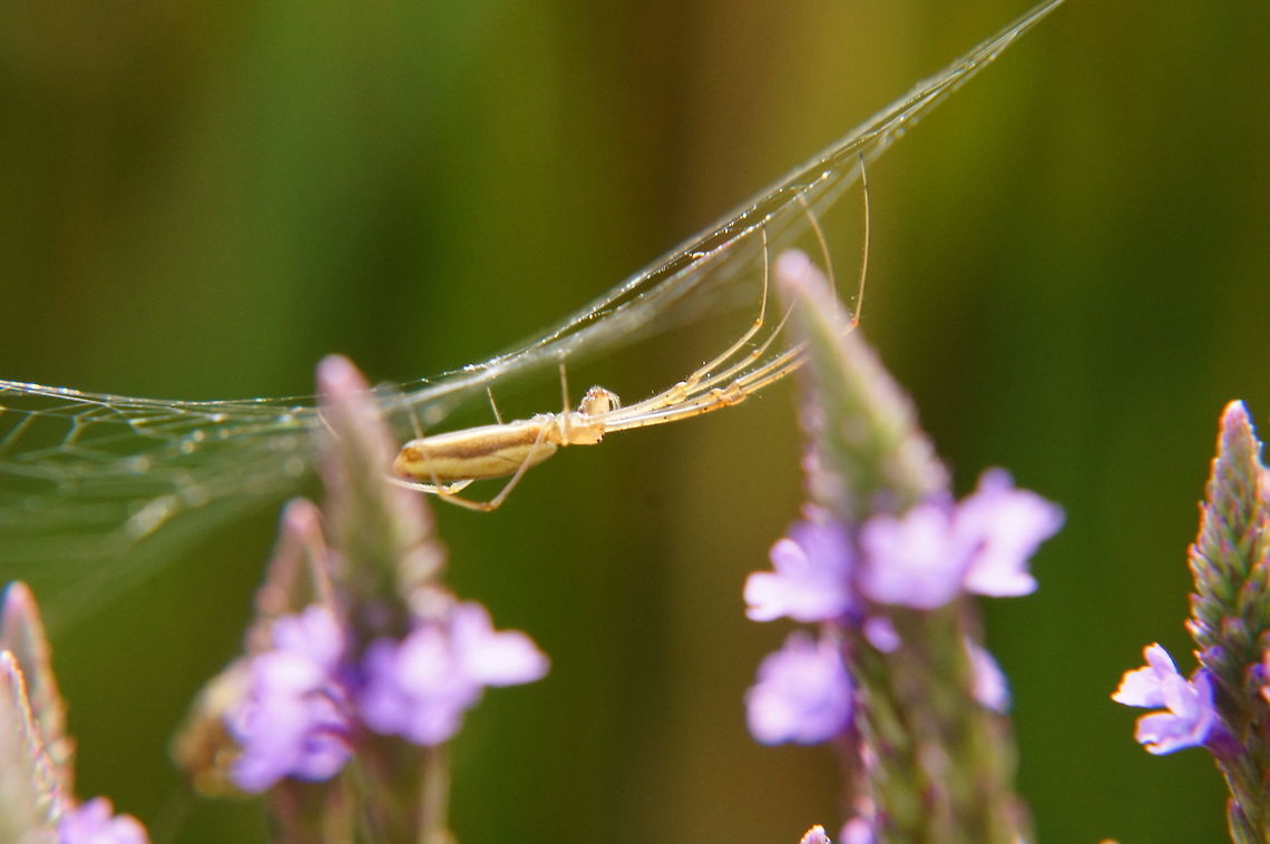 Tetragnatha extensa  Animal,Arachnid,Araneae,Arthropod,Geotagged,Henrietta,Nature,New York State,Rochester,Spider,Tetragnatha extensa,Tinker Nature Park,United States,United States of America