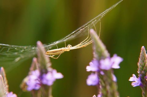 Tetragnatha extensa  Animal,Arachnid,Araneae,Arthropod,Geotagged,Henrietta,Nature,New York State,Rochester,Spider,Tetragnatha extensa,Tinker Nature Park,United States,United States of America