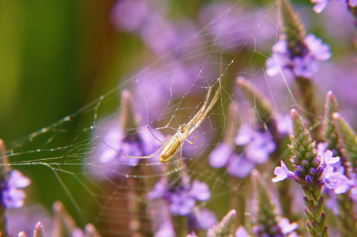 Tetragnatha extensa  Animal,Arachnid,Araneae,Arthropod,Geotagged,Henrietta,Nature,New York State,Rochester,Spider,Tetragnatha extensa,Tinker Nature Park,United States,United States of America