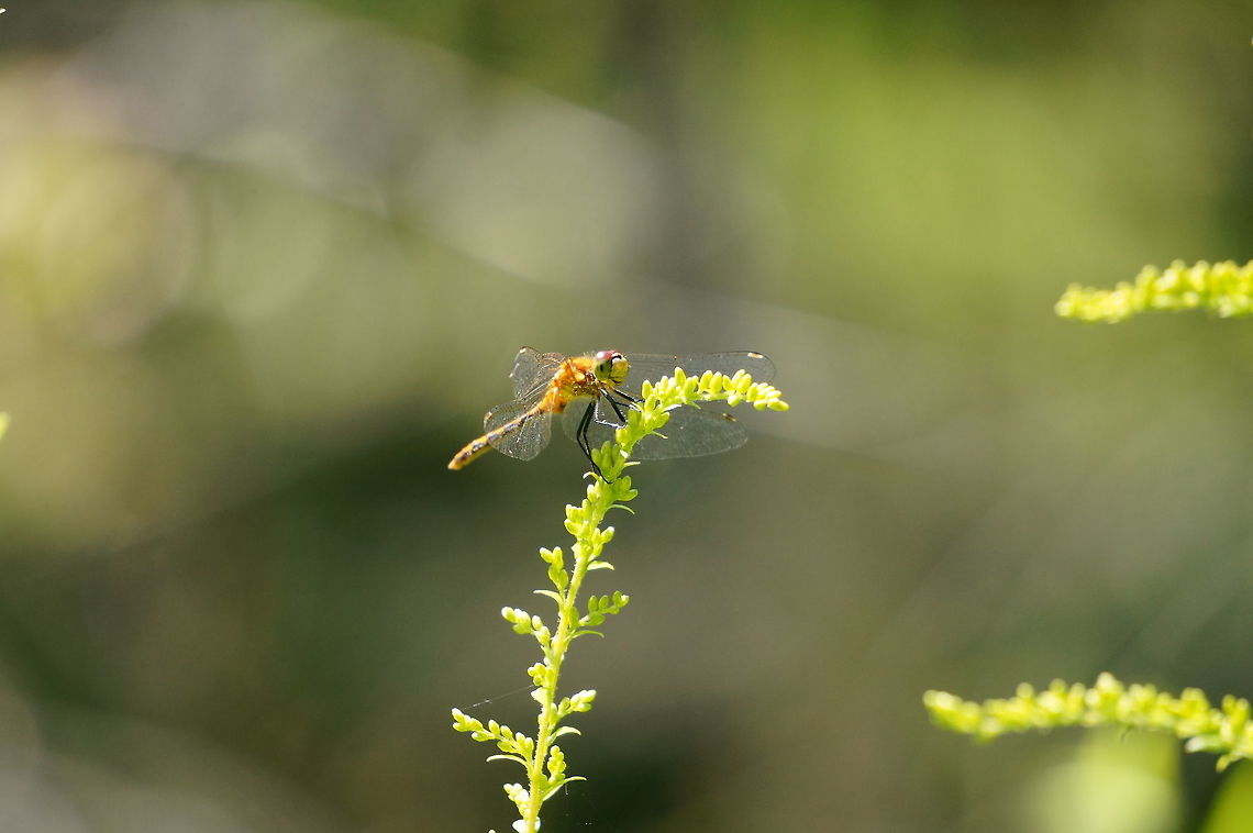 White-faced meadowhawk, Female (Sympetrum obtrusum)  Animal,Anisoptera,Arthropod,Dragonfly,Female,Geotagged,Insect,Libellulidae,Nature,Odonata,Sympetrum,Sympetrum obtrusum,United States,White-faced Meadowhawk,White-faced meadowhawk