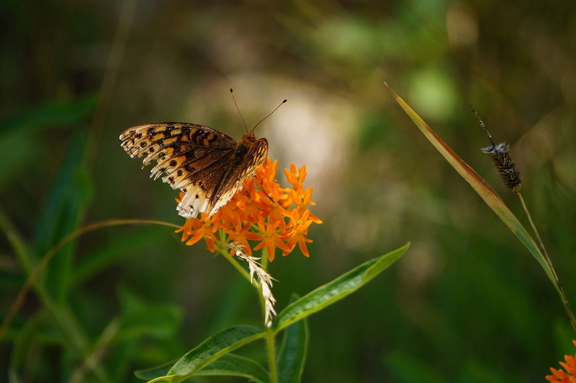 Great Spangled Fritillary (Speyeria cybele)  Animal,Arthropod,Butterfly,Geotagged,Great Spangled Fritillary,Great spangled fritillary,Greater Fritillary,Insect,Lepidoptera,Nature,Nymphalidae,Speyeria,Speyeria cybele,United States