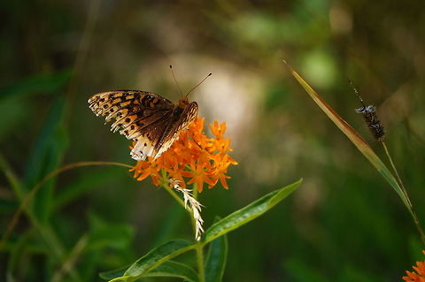 Great Spangled Fritillary (Speyeria cybele)  Animal,Arthropod,Butterfly,Geotagged,Great Spangled Fritillary,Great spangled fritillary,Greater Fritillary,Insect,Lepidoptera,Nature,Nymphalidae,Speyeria,Speyeria cybele,United States