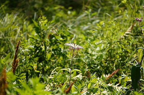 Eastern Tiger Swallowtail (Papilio glaucus) Despite missing nearly a quarter of it's right wing, this butterfly didn't seen to have any trouble flying.

Note: This could be a Canadian Tiger Swallowtail (Papilio canadensis) instead, as both species look basically identical. Everything I've found says the normal range for P. canadensis is farther north and/or east, so P. glaucus is probably correct. Animal,Arthropod,Butterfly,Eastern Tiger Swallowtail,Geotagged,Injured,Insect,Lepidoptera,Nature,Papilio,Papilio glaucus,Papilionidae,Swallowtail butterfly,United States