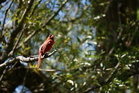 Northern Cardinal, Male (Cardinalis cardinalis) His mate:<br />
http://www.jungledragon.com/image/31919/northern_cardinal_female_cardinalis_cardinalis.html Adult,Animal,Bird,Cardinal,Cardinalidae,Cardinalis,Cardinalis cardinalis,Geotagged,Male,Nature,Northern Cardinal,Passeri,Passeriformes,Perching Bird,Songbird,United States,Vertebrate