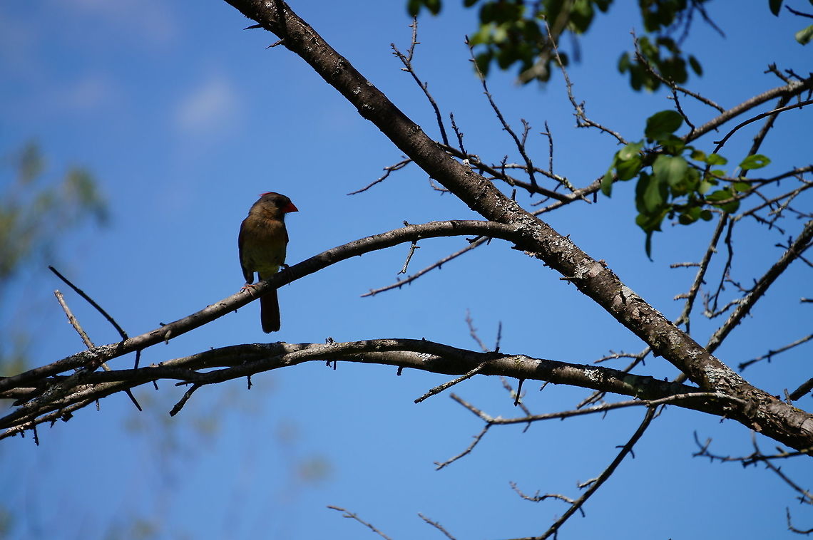 Northern Cardinal, Female (Cardinalis cardinalis) Her mate:<br />
<figure class="photo"><a href="https://www.jungledragon.com/image/31918/northern_cardinal_male_cardinalis_cardinalis.html" title="Northern Cardinal, Male (Cardinalis cardinalis)"><img src="https://s3.amazonaws.com/media.jungledragon.com/images/1559/31918_thumb.JPG?AWSAccessKeyId=05GMT0V3GWVNE7GGM1R2&Expires=1770854410&Signature=ugLNgxBaPDS5D9OP8AwA0NlwB9k%3D" width="200" height="134" alt="Northern Cardinal, Male (Cardinalis cardinalis) His mate:<br />
http://www.jungledragon.com/image/31919/northern_cardinal_female_cardinalis_cardinalis.html Adult,Animal,Bird,Cardinal,Cardinalidae,Cardinalis,Cardinalis cardinalis,Geotagged,Male,Nature,Northern Cardinal,Passeri,Passeriformes,Perching Bird,Songbird,United States,Vertebrate" /></a></figure> Animal,Bird,Cardinal,Cardinalidae,Cardinalis,Cardinalis cardinalis,Female,Geotagged,Nature,Northern Cardinal,Passeri,Passeriformes,Perching Bird,Songbird,United States,Vertebrate