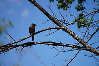 Northern Cardinal, Female (Cardinalis cardinalis) Her mate:<br />
http://www.jungledragon.com/image/31918/northern_cardinal_male_cardinalis_cardinalis.html Animal,Bird,Cardinal,Cardinalidae,Cardinalis,Cardinalis cardinalis,Female,Geotagged,Nature,Northern Cardinal,Passeri,Passeriformes,Perching Bird,Songbird,United States,Vertebrate