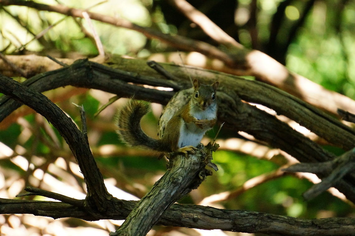 Who? Me?  American Red Squirrel,American red squirrel,Animal,Geotagged,Mammal,Nature,Pine Squirrel,Rodent,Rodentia,Sciuridae,Squirrel,Tamiasciurus,Tamiasciurus hudsonicus,United States,Vertebrate