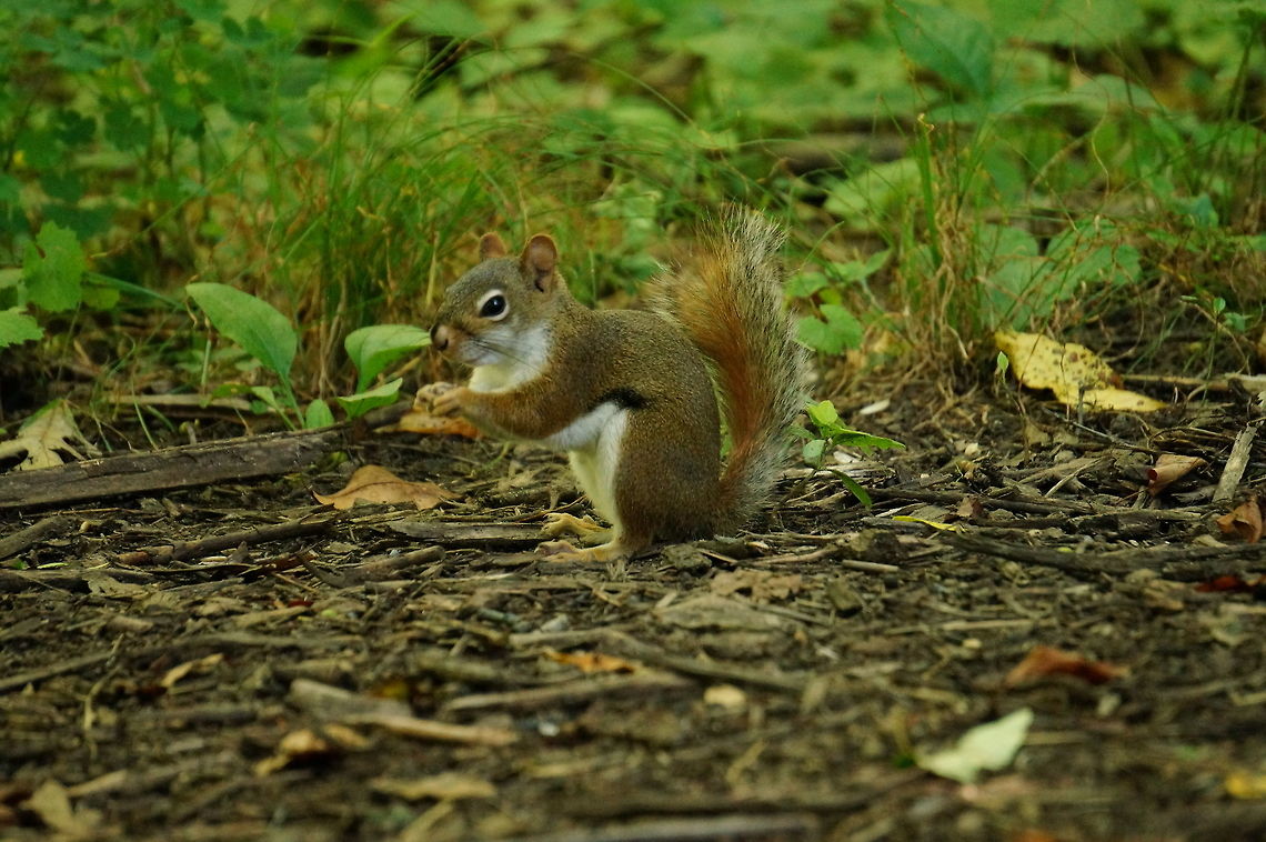 Mwahahaha...  American Red Squirrel,American red squirrel,Animal,Geotagged,Mammal,Nature,Pine Squirrel,Rodent,Rodentia,Sciuridae,Squirrel,Tamiasciurus,Tamiasciurus hudsonicus,United States,Vertebrate