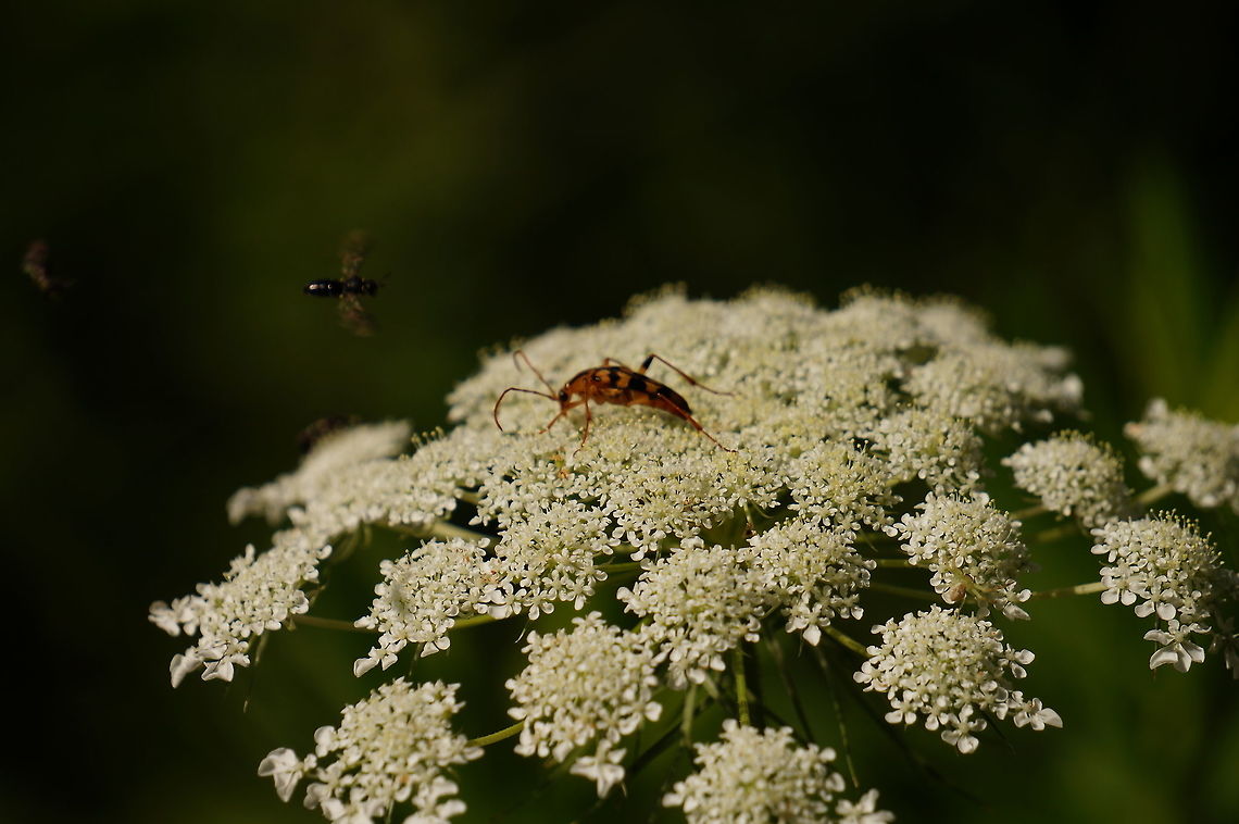 Strangalia luteicornis (and friends) A very popular Queen Anne&#039;s Lace.<br />
The Strangalia luteicornis is the orange guy in the middle.<br />
There are three black insects to the left - one easy to see flyer, one flyer in the shadows with just the shine of it&#039;s wings, and one crawling in the background on the edge of the flower. To the right, there is a well camouflaged spider (Goldenrod Crab Spider - Misumena vatia). Geotagged,Misumena vatia,Strangalia luteicornis,Summer,United States,queen anne's lace