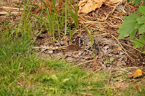 Meadow Vole (Microtus pennsylvanicus)  Animal,Cricetidae,Geotagged,Mammal,Meadow vole,Microtus,Microtus pennsylvanicus,Nature,Rodent,Rodentia,United States,Vertebrate,Vole