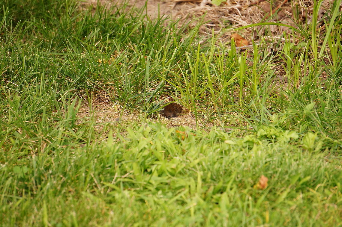 Meadow Vole (Microtus pennsylvanicus) See also:<br />
<figure class="photo"><a href="https://www.jungledragon.com/image/32037/compost_pile_meadow_vole_nest.html" title="Compost Pile &amp; Meadow Vole nest"><img src="https://s3.amazonaws.com/media.jungledragon.com/images/1559/32037_thumb.JPG?AWSAccessKeyId=05GMT0V3GWVNE7GGM1R2&Expires=1759968010&Signature=LoBP%2Fu1Al%2F3Q7qfftQ804KcaLBo%3D" width="200" height="134" alt="Compost Pile &amp; Meadow Vole nest Home to a whole bunch of Meadow Voles (I think I saw about 20), including these two:<br />
http://www.jungledragon.com/image/31995/meadow_vole_microtus_pennsylvanicus.html<br />
http://www.jungledragon.com/image/32036/meadow_vole_microtus_pennsylvanicus.html<br />
<br />
This photo only shows about half of the compost pile. There is a pile just about the same size on the other side of the wheelbarrow.<br />
<br />
You can see one of the vole holes fairly &quot;easily&quot; in the bottom center, with a path of missing grass just in front of it. There are actually four holes visible total in this photo, but three of them I can only spot because I saw them close up, and from different angles. Geotagged,Microtus pennsylvanicus,Summer,United States,compost,compost pile,meadow vole" /></a></figure><br />
<figure class="photo"><a href="https://www.jungledragon.com/image/31995/meadow_vole_microtus_pennsylvanicus.html" title="Meadow Vole (Microtus pennsylvanicus)"><img src="https://s3.amazonaws.com/media.jungledragon.com/images/1559/31995_thumb.JPG?AWSAccessKeyId=05GMT0V3GWVNE7GGM1R2&Expires=1759968010&Signature=L8Qu77MW1y7Hevk7l5VJ%2FgSHnEg%3D" width="200" height="134" alt="Meadow Vole (Microtus pennsylvanicus)  Animal,Cricetidae,Geotagged,Mammal,Meadow vole,Microtus,Microtus pennsylvanicus,Nature,Rodent,Rodentia,United States,Vertebrate,Vole" /></a></figure> Animal,Cricetidae,Geotagged,Mammal,Meadow vole,Microtus,Microtus pennsylvanicus,Nature,Rodent,Rodentia,United States,Vertebrate,Vole,juvenile