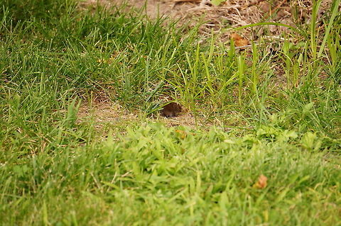 Meadow Vole (Microtus pennsylvanicus) See also:
http://www.jungledragon.com/image/32037/compost_pile_meadow_vole_nest.html
http://www.jungledragon.com/image/31995/meadow_vole_microtus_pennsylvanicus.html Animal,Cricetidae,Geotagged,Mammal,Meadow vole,Microtus,Microtus pennsylvanicus,Nature,Rodent,Rodentia,United States,Vertebrate,Vole,juvenile