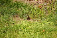 Meadow Vole (Microtus pennsylvanicus) See also:<br />
http://www.jungledragon.com/image/32037/compost_pile_meadow_vole_nest.html<br />
http://www.jungledragon.com/image/31995/meadow_vole_microtus_pennsylvanicus.html Animal,Cricetidae,Geotagged,Mammal,Meadow vole,Microtus,Microtus pennsylvanicus,Nature,Rodent,Rodentia,United States,Vertebrate,Vole,juvenile