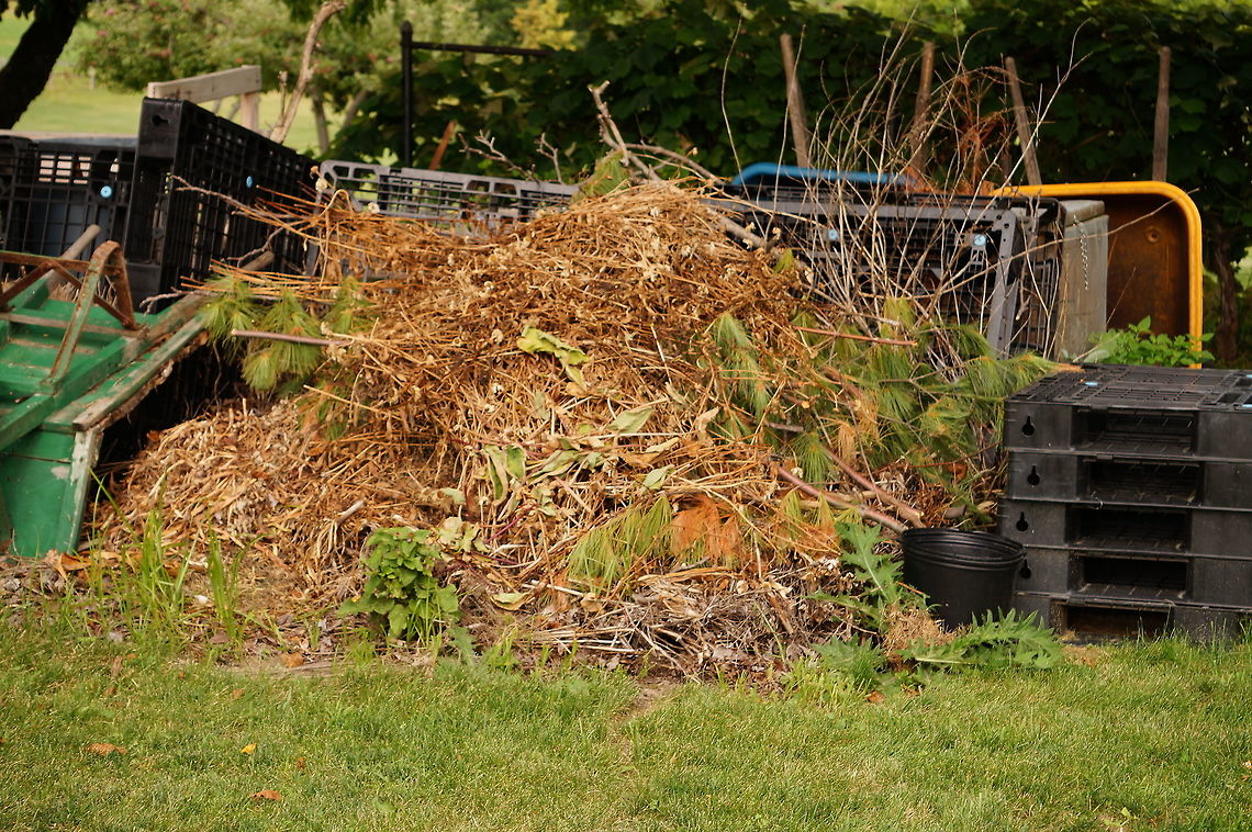 Compost Pile & Meadow Vole nest Home to a whole bunch of Meadow Voles (I think I saw about 20), including these two:<br />
<figure class="photo"><a href="https://www.jungledragon.com/image/31995/meadow_vole_microtus_pennsylvanicus.html" title="Meadow Vole (Microtus pennsylvanicus)"><img src="https://s3.amazonaws.com/media.jungledragon.com/images/1559/31995_thumb.JPG?AWSAccessKeyId=05GMT0V3GWVNE7GGM1R2&Expires=1759968010&Signature=L8Qu77MW1y7Hevk7l5VJ%2FgSHnEg%3D" width="200" height="134" alt="Meadow Vole (Microtus pennsylvanicus)  Animal,Cricetidae,Geotagged,Mammal,Meadow vole,Microtus,Microtus pennsylvanicus,Nature,Rodent,Rodentia,United States,Vertebrate,Vole" /></a></figure><br />
<figure class="photo"><a href="https://www.jungledragon.com/image/32036/meadow_vole_microtus_pennsylvanicus.html" title="Meadow Vole (Microtus pennsylvanicus)"><img src="https://s3.amazonaws.com/media.jungledragon.com/images/1559/32036_thumb.JPG?AWSAccessKeyId=05GMT0V3GWVNE7GGM1R2&Expires=1759968010&Signature=RgYag7APOJMzV%2FPA%2BtXWNv8qNPw%3D" width="200" height="134" alt="Meadow Vole (Microtus pennsylvanicus) See also:<br />
http://www.jungledragon.com/image/32037/compost_pile_meadow_vole_nest.html<br />
http://www.jungledragon.com/image/31995/meadow_vole_microtus_pennsylvanicus.html Animal,Cricetidae,Geotagged,Mammal,Meadow vole,Microtus,Microtus pennsylvanicus,Nature,Rodent,Rodentia,United States,Vertebrate,Vole,juvenile" /></a></figure><br />
<br />
This photo only shows about half of the compost pile. There is a pile just about the same size on the other side of the wheelbarrow.<br />
<br />
You can see one of the vole holes fairly &quot;easily&quot; in the bottom center, with a path of missing grass just in front of it. There are actually four holes visible total in this photo, but three of them I can only spot because I saw them close up, and from different angles. Geotagged,Microtus pennsylvanicus,Summer,United States,compost,compost pile,meadow vole